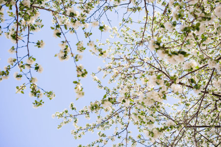 Sakura Flower or Cherry Blossom With Beautiful Nature Background