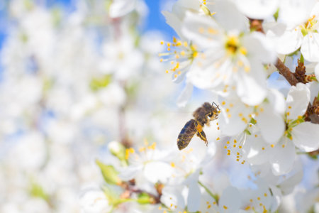 Bee on a flower of the white blossoms treeの写真素材