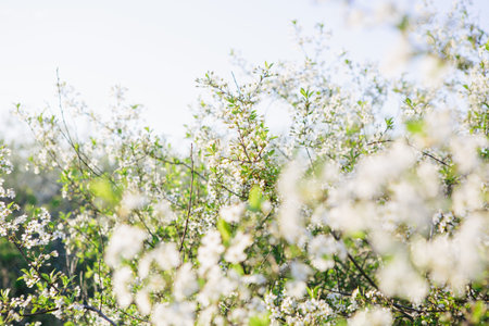 Sakura Flower or Cherry Blossom With Beautiful Nature Background