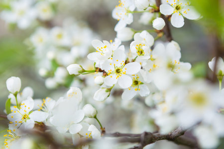 Cherry tree in blossom. Bird cherry closeup with selective focus