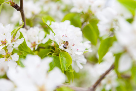 Cherry tree in blossom. Bird cherry closeup with selective focus