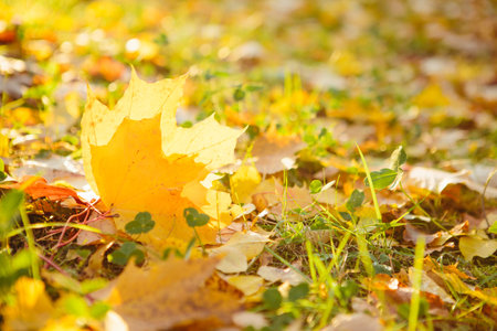 Colorful autumn leaves Beautiful autumn landscape with fallen yellow leaves and sun. Colorful...