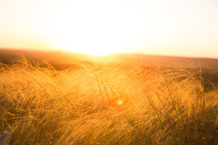 Beautiful landscape with autumn meadow. Dry autumn yellow grass over sunset or sunrise.