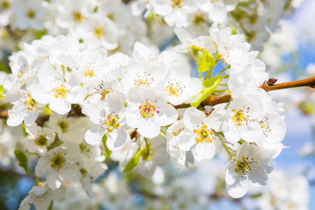 Flowers of the cherry blossoms on a springの写真素材