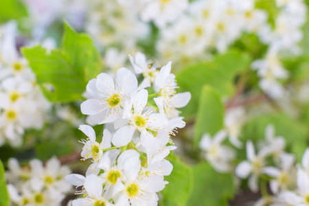 Flowers of the cherry blossoms on a springの写真素材