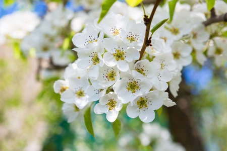 White oriental cherry in spring over clear blue skyの写真素材