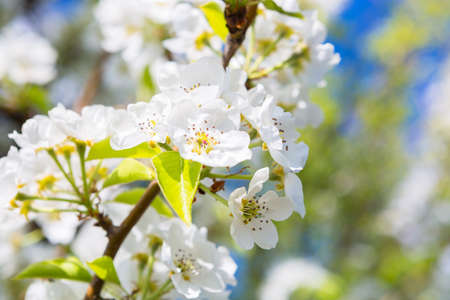 White oriental cherry in spring over clear blue skyの写真素材