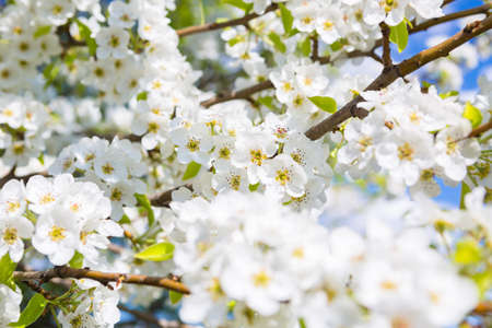 White oriental cherry in spring over clear blue skyの写真素材