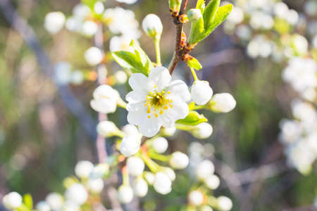 White oriental cherry in spring over clear blue skyの写真素材