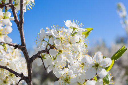 White oriental cherry in spring over clear blue skyの写真素材