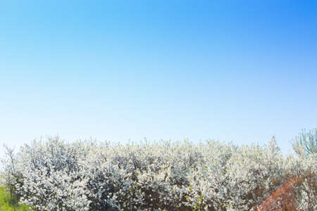 White oriental cherry in spring over clear blue skyの写真素材