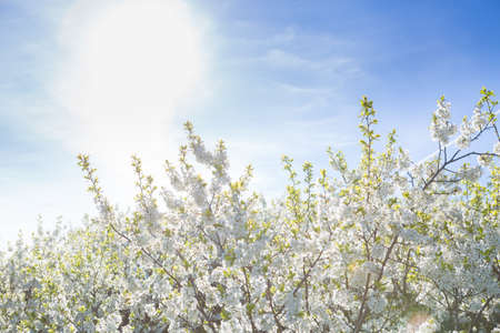 Blooming sakura tree on sky background in garden or park.の写真素材