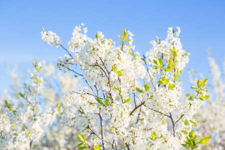 Blooming sakura tree on sky background in garden or park.の写真素材