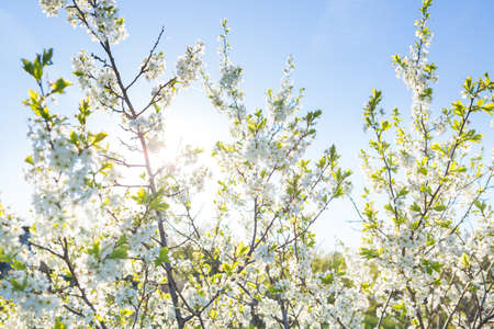 Blooming sakura tree on sky background in garden or park.の写真素材