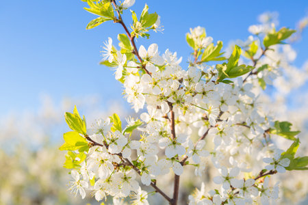 Blooming sakura tree on sky background in garden or park.の写真素材
