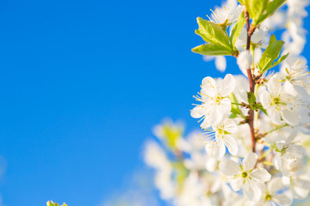 Blooming sakura tree on sky background in garden or park.の写真素材