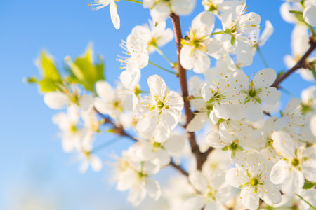 Blooming sakura tree on sky background in garden or park.の写真素材