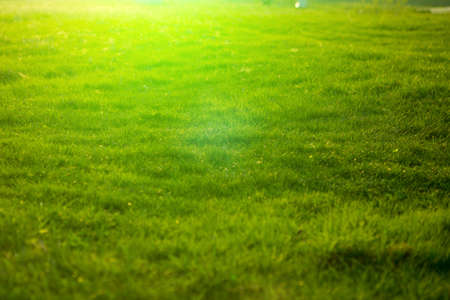 Spring fresh bright green grass at sunset on a warm sunny day. Green meadow under blue sky with clouds Teacher helping young boy with writing lesson. Back to school concept.の写真素材