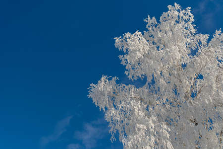Winter forest on a frosty sunny dayの写真素材