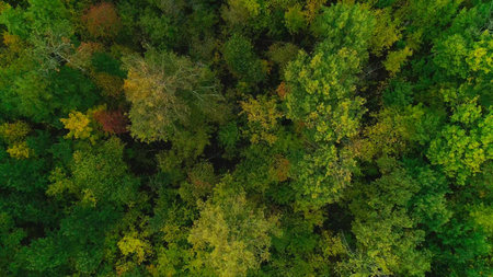Aerial video of autumn forest in the evening