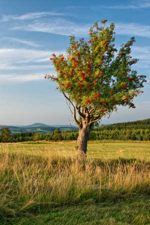 A lone rowan tree on a mountain meadow, red rowan berries, in the background forest and wooded mountainsの写真素材