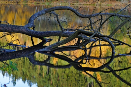 Tree fell into the water pond, the surface is reflected in the colors of autumn forestの写真素材