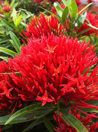 Red blossom bloom in the gardenの素材