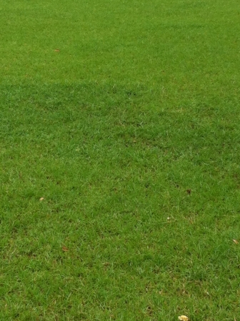 Green grass from football fieldの素材