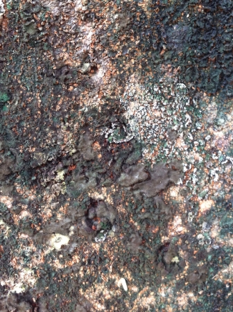 Texture from tree bark の素材