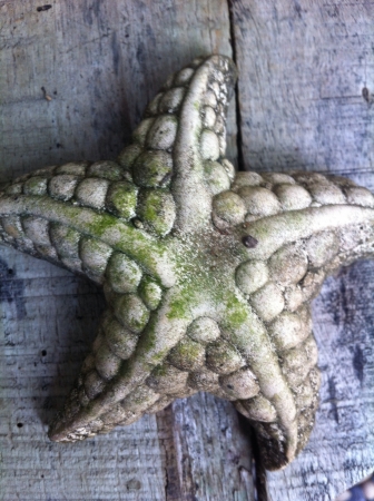 Starfish textureの素材