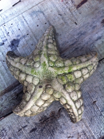 Starfish texture の素材