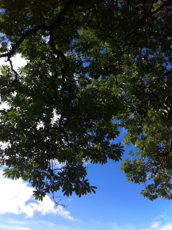 Blue sky and big tree branchの素材