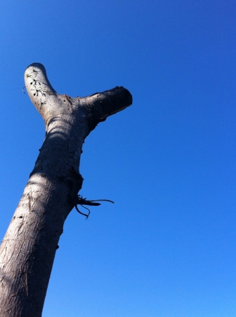 Tree brance and blue skyの素材