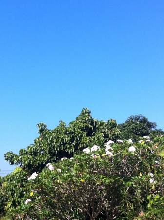 Tree and blue skyの素材