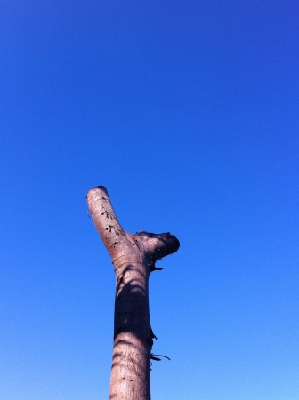 Tree brance and blue sky backgroundの素材