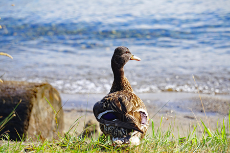 Duck on a Beachの写真素材