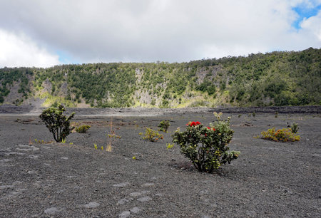 Plant growth in the Kilauea Iki volcanic craterの写真素材