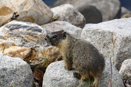 Inquisitive Marmotの写真素材