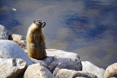 Inquisitive Marmotの写真素材