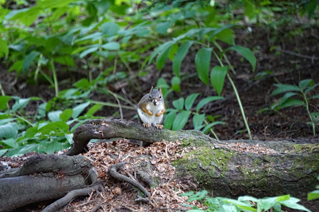 Chipmunk Visit