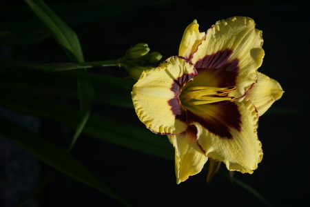 Lilly Flowerの写真素材