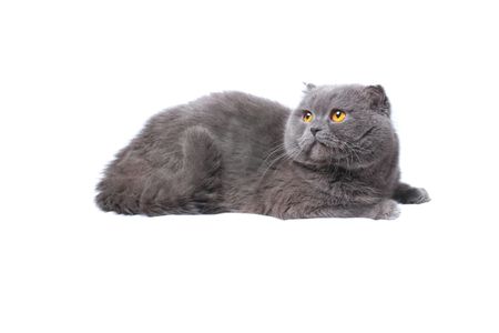scottish fold cat grey furry plushyの写真素材