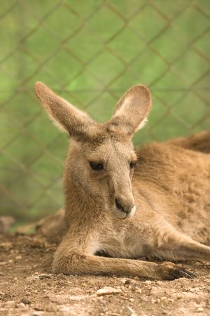 kangoroo portraitの写真素材