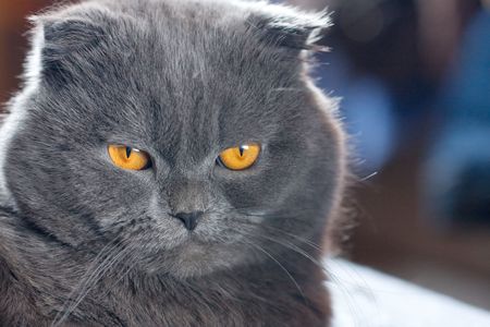 scottish fold cat grey furry plushyの写真素材