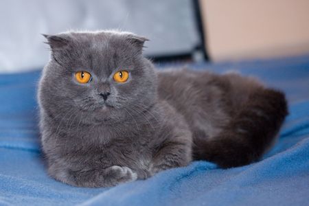 scottish fold cat grey furry plushyの写真素材