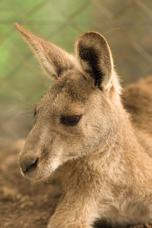 kangoroo portraitの写真素材