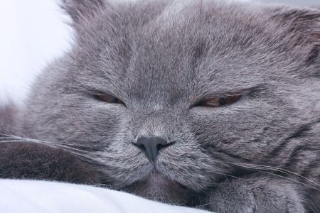 scottish fold cat grey furry plushyの写真素材