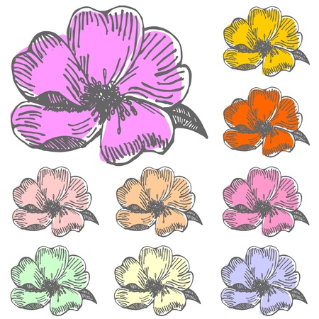 HIBISCUS flower hand drawing in different colorsの写真素材