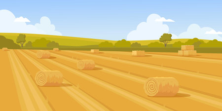 wheat field. rural landscape with rolled haystack. Vector cartoon pictures templateのイラスト素材