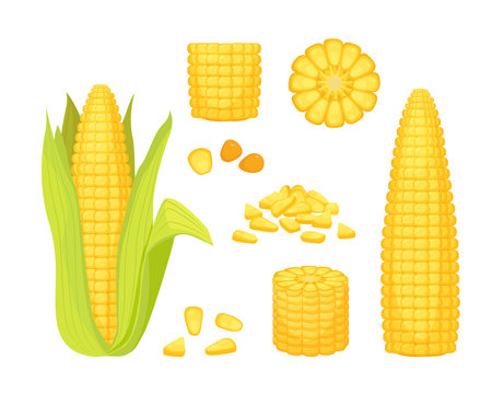 corn. golden corn, natural vegetables bunch of corns collection, summer farm harvest vegetation, healthy yellow organic corns set. vector cartoon set of isolated objects.のイラスト素材
